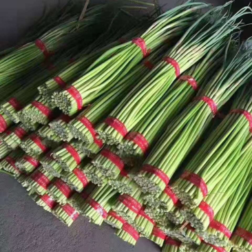 金乡蒜苔上市