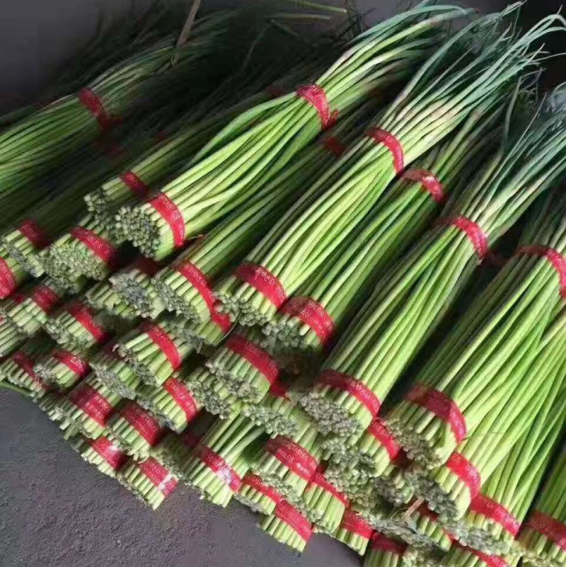 金乡蒜苔上市