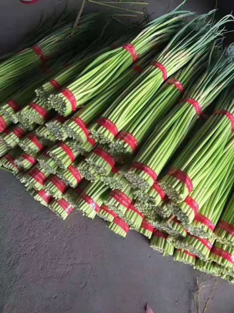 金乡蒜苔上市