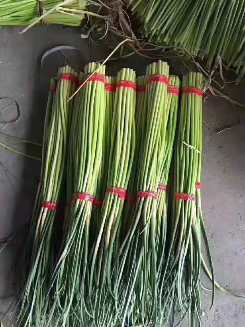 金乡蒜苔上市