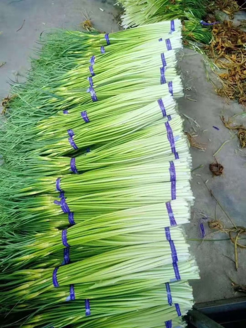 金乡蒜苔上市