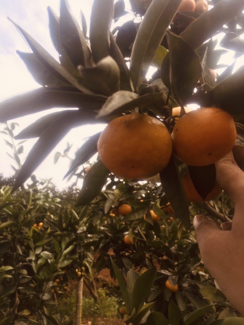 特早蜜蜜橘园入股300元/棵50%分红有批发渠道，下单