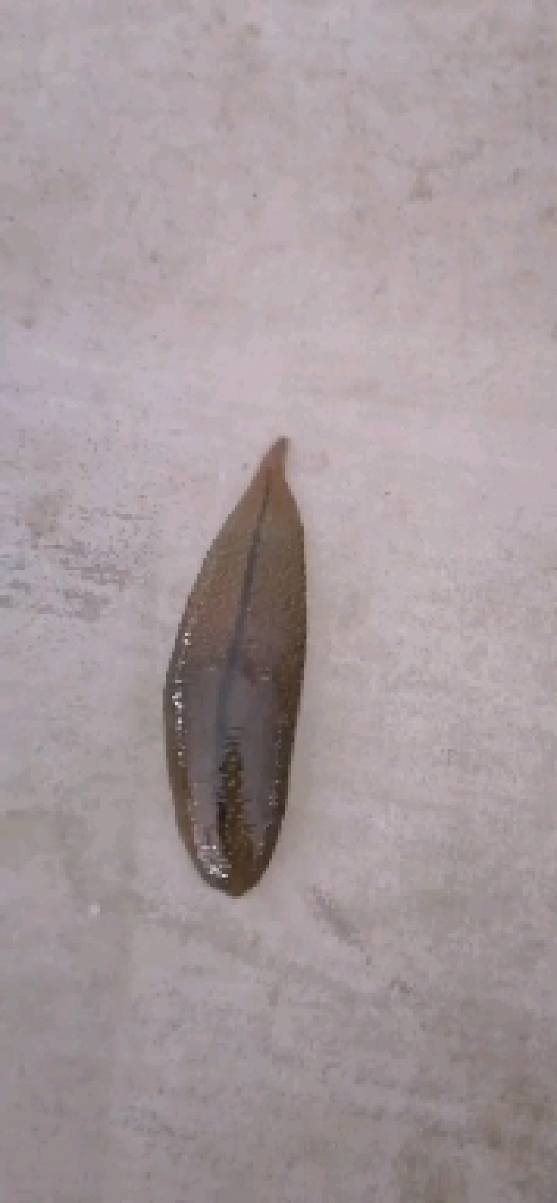 广东水蛭自己养殖菲牛蛭鲜货，精品高含量