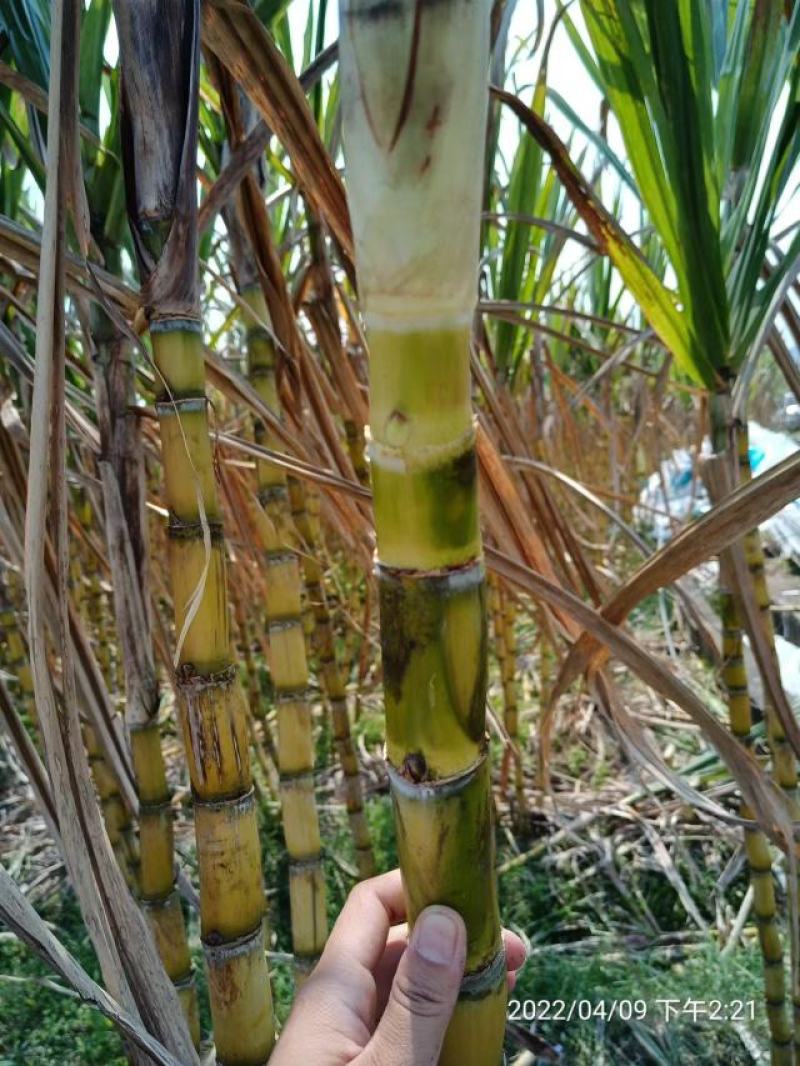【包技术】大量批发黄皮甘蔗种苗，发芽率高，裂口少坏芽包赔