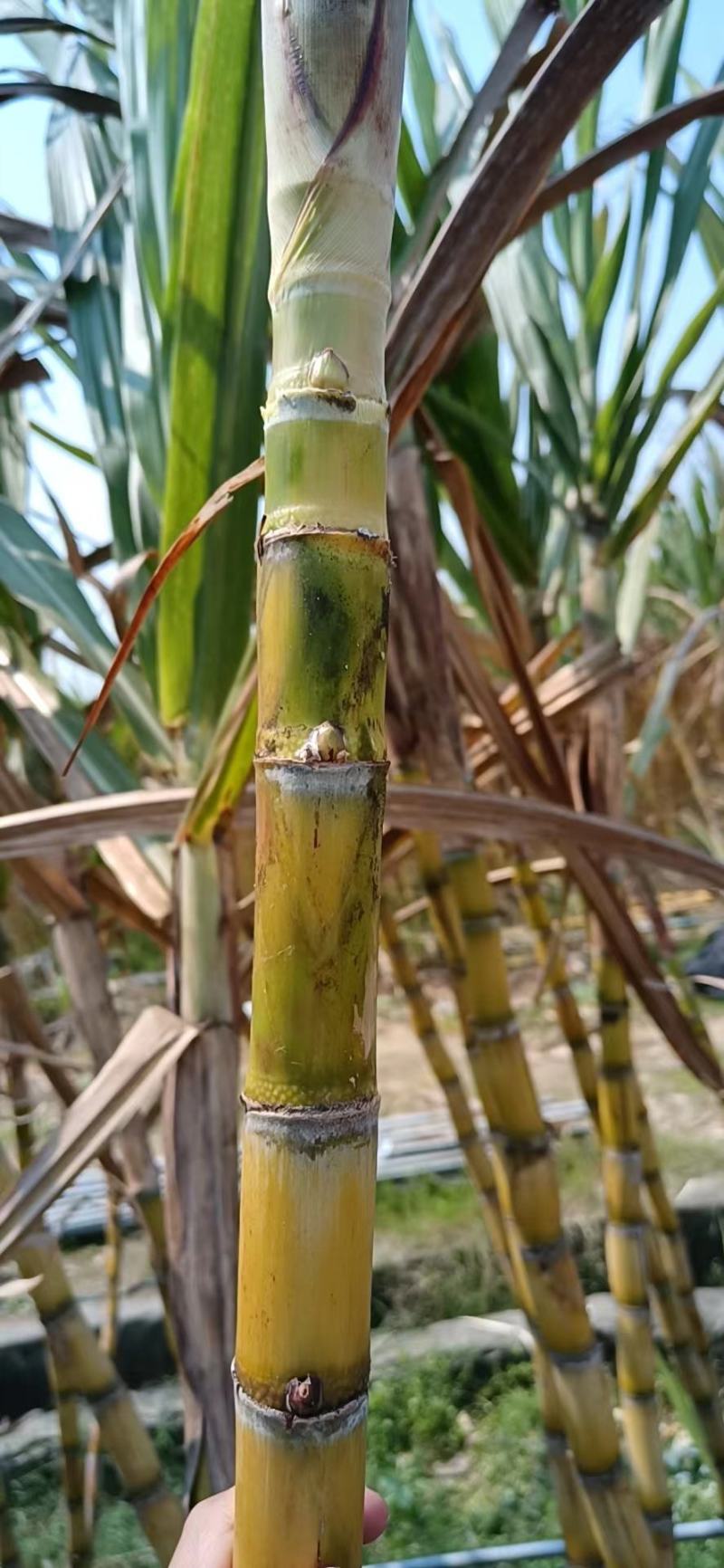 【包技术】大量批发黄皮甘蔗种苗，发芽率高，裂口少坏芽包赔