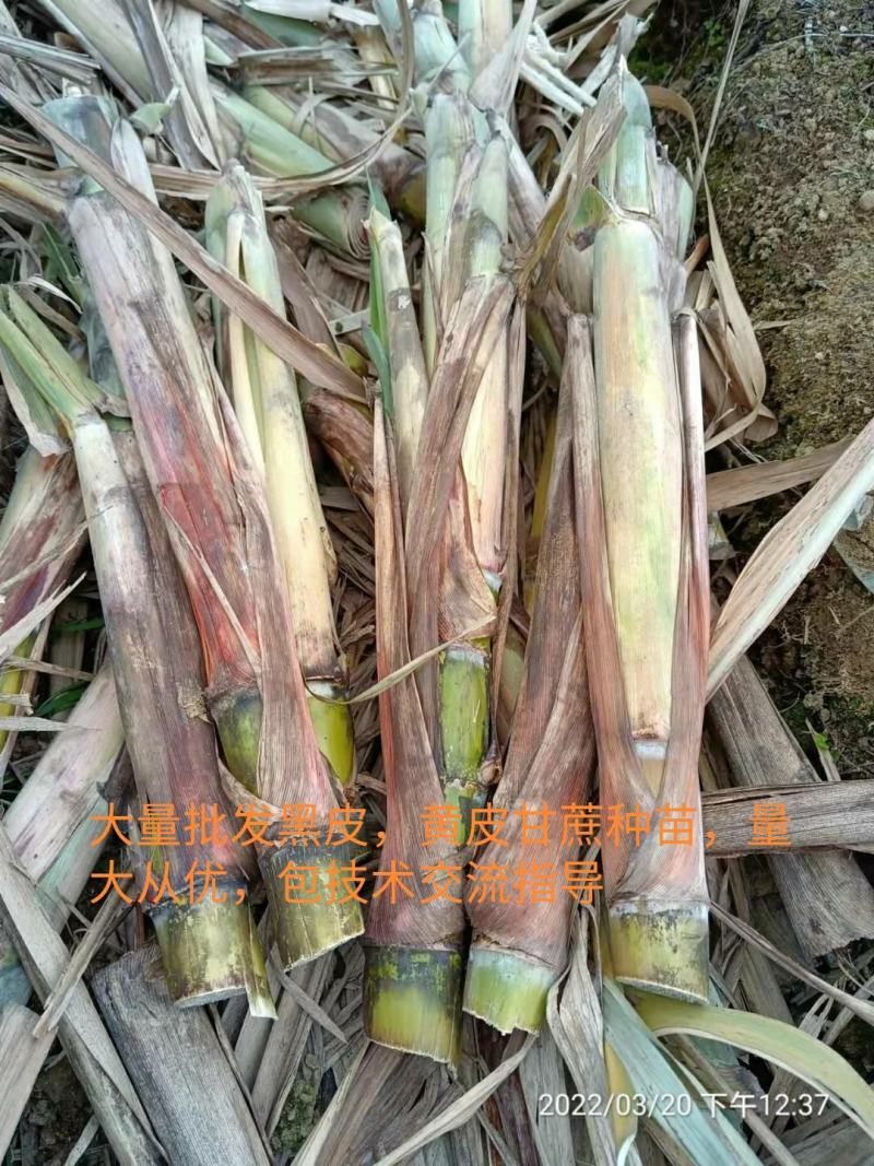 【包技术】大量批发黄皮甘蔗种苗，发芽率高，裂口少坏芽包赔