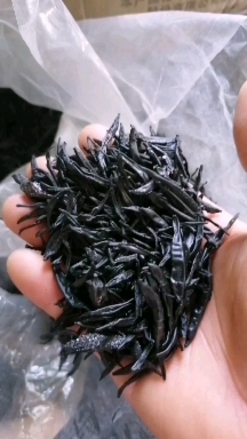 日本医蛭干品手工自然风干，水蛭素含量高
