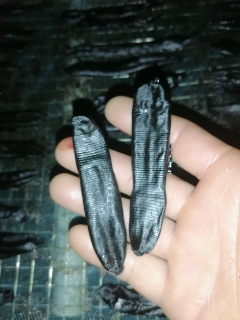 精品纯手工自然风干菲牛蛭干品精品
