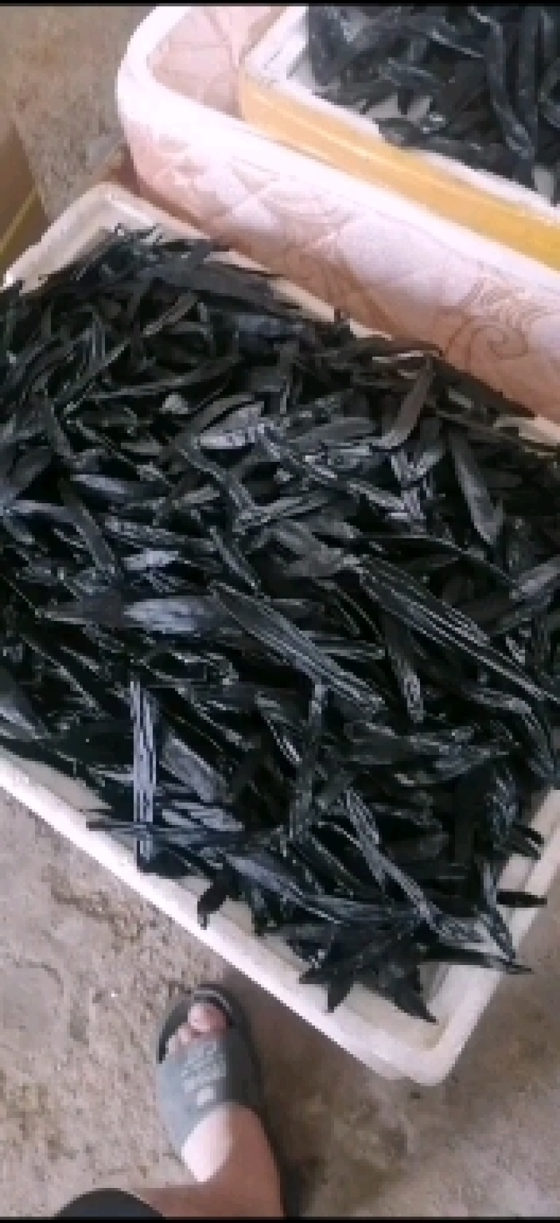 精品纯手工自然风干菲牛蛭干品精品