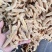 昭通小天麻种子麻干天麻价格实惠昭通小天麻高山防野生