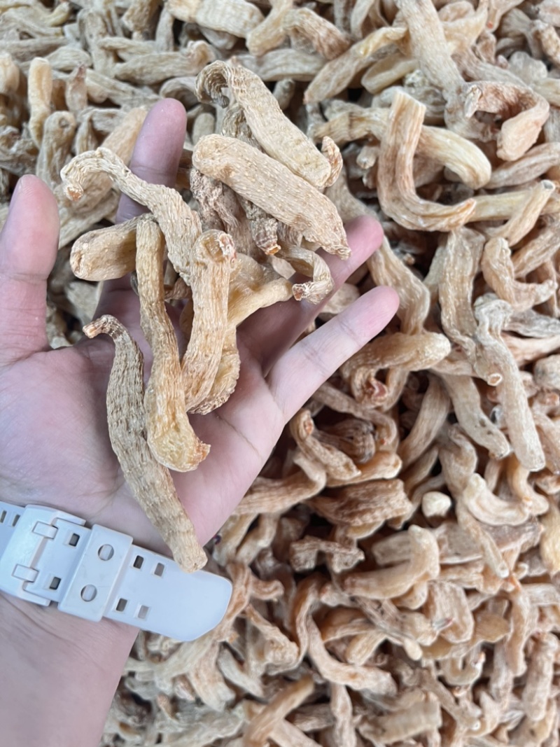 昭通小天麻种子麻干天麻价格实惠昭通小天麻高山防野生