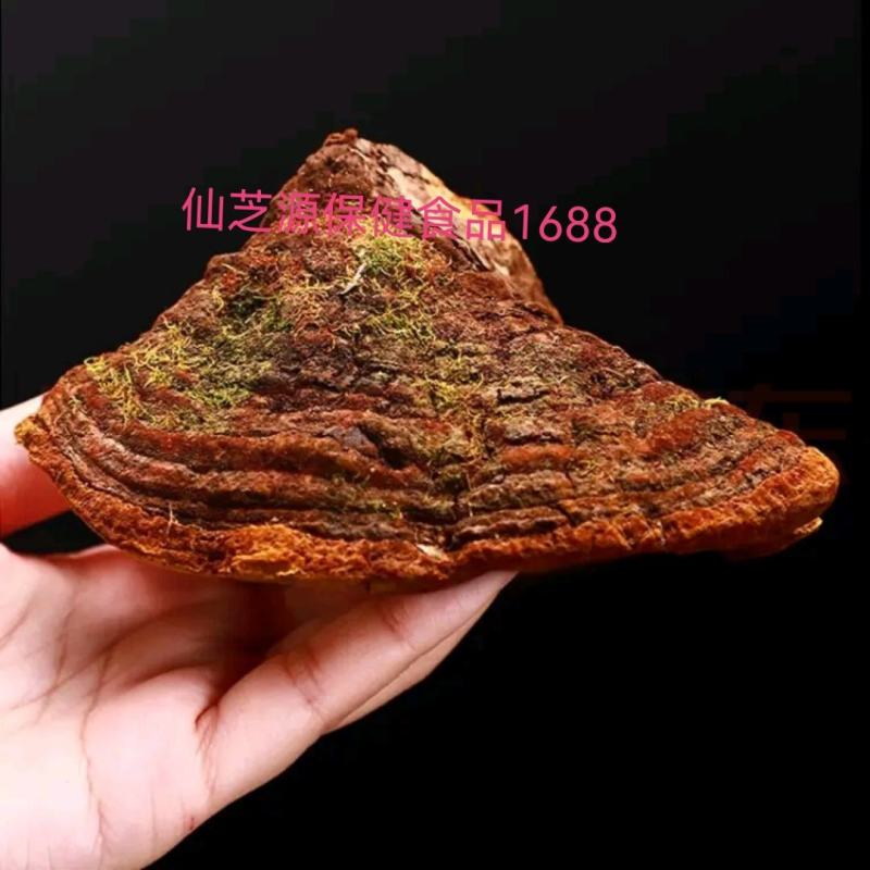 大量供应500克左右1个正宗西藏野生桑黄免费打粉