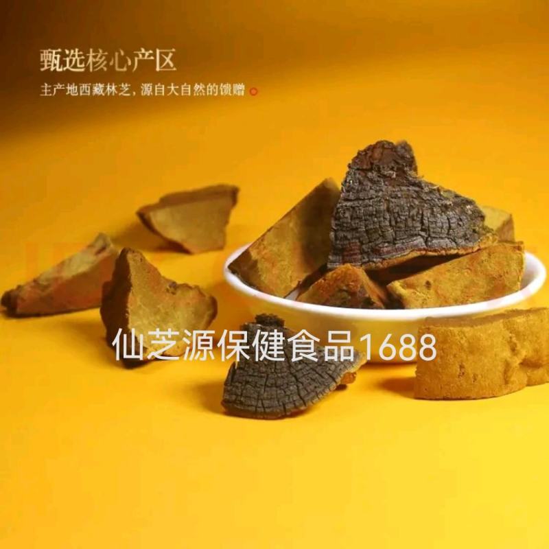 大量供应500克左右1个正宗西藏野生桑黄免费打粉