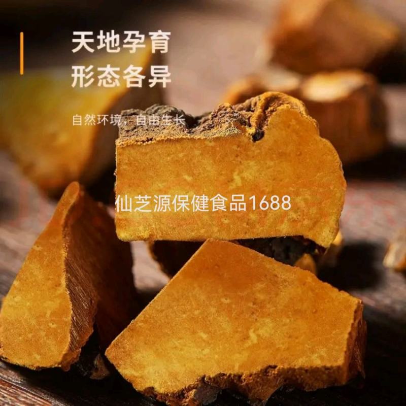 大量供应500克左右1个正宗西藏野生桑黄免费打粉