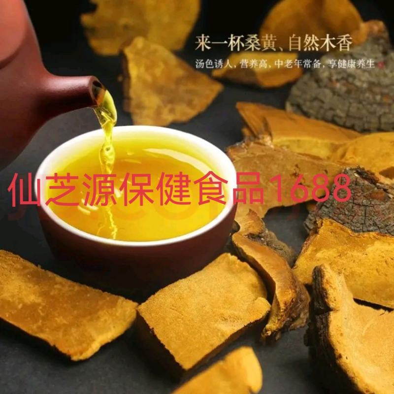 大量供应500克左右1个正宗西藏野生桑黄免费打粉