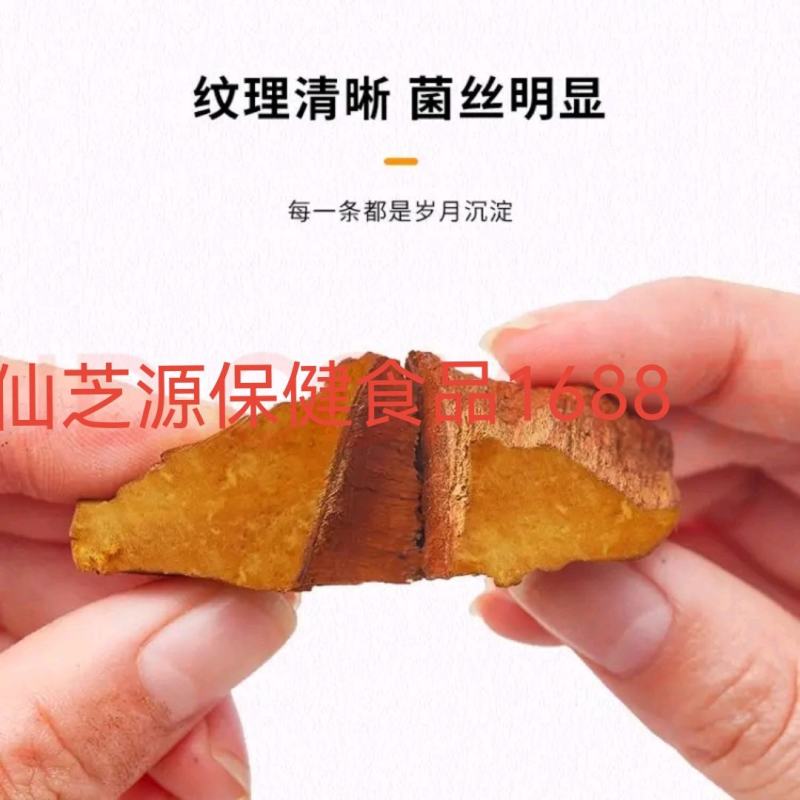 大量供应500克左右1个正宗西藏野生桑黄免费打粉