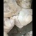 国产半成品牛肚，水退，带金钱肚，手续齐全