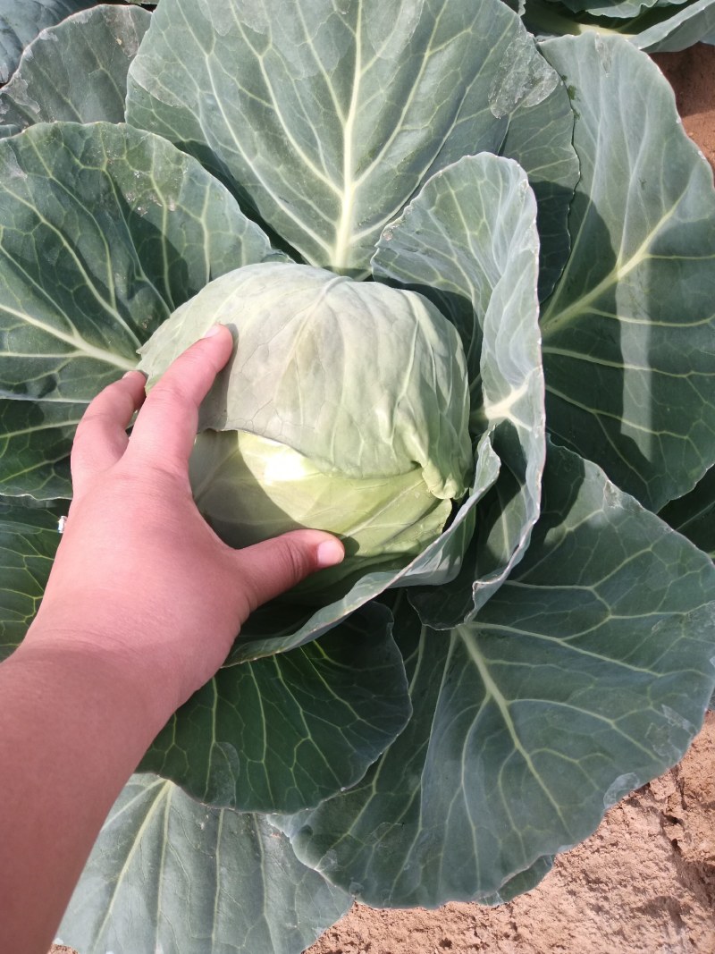 包菜有货