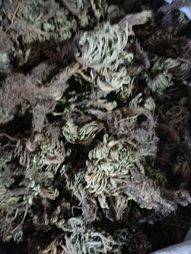 卷柏九死还魂草不死草统货供应各种中药材