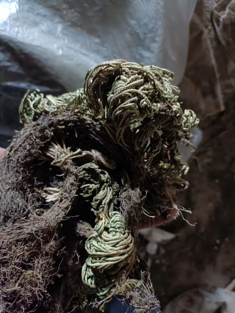 卷柏九死还魂草不死草统货供应各种中药材