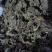 卷柏九死还魂草不死草统货供应各种中药材