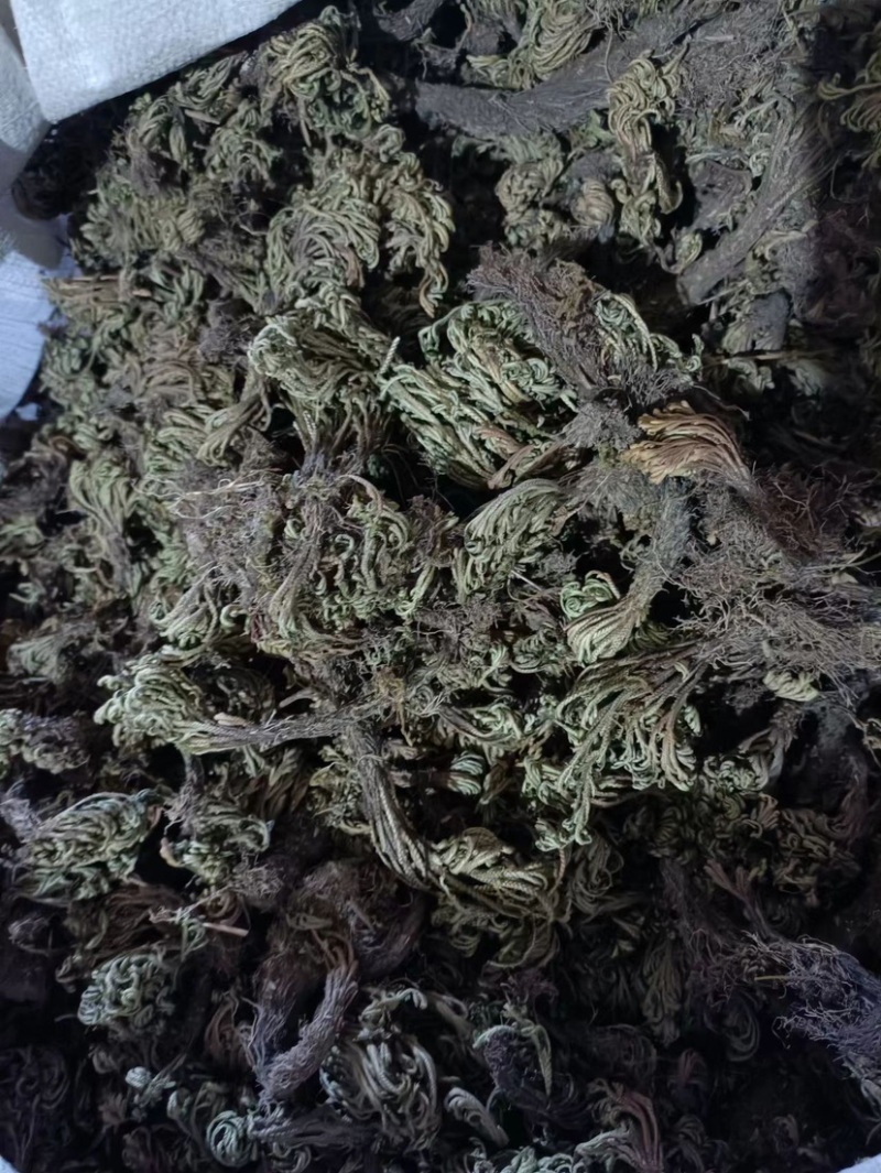 卷柏九死还魂草不死草统货供应各种中药材