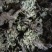 卷柏九死还魂草不死草统货供应各种中药材