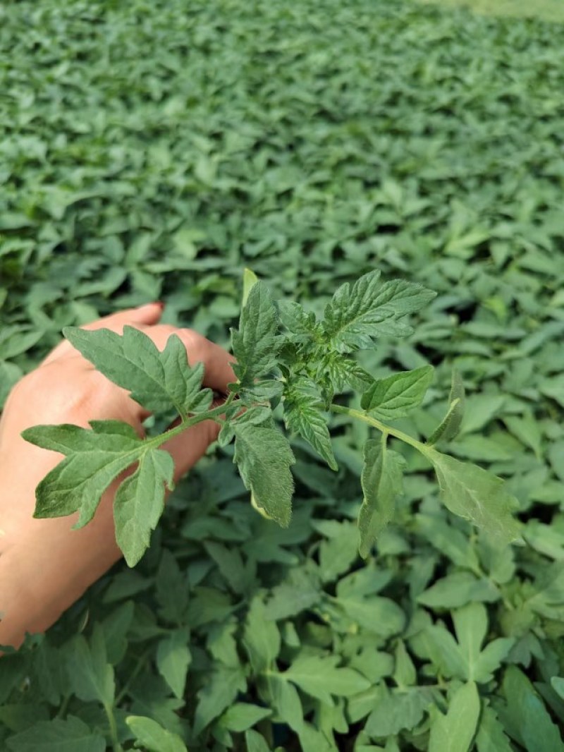 大红番茄苗耐热红果西红柿苗思贝德西红柿苗嫁接自根苗