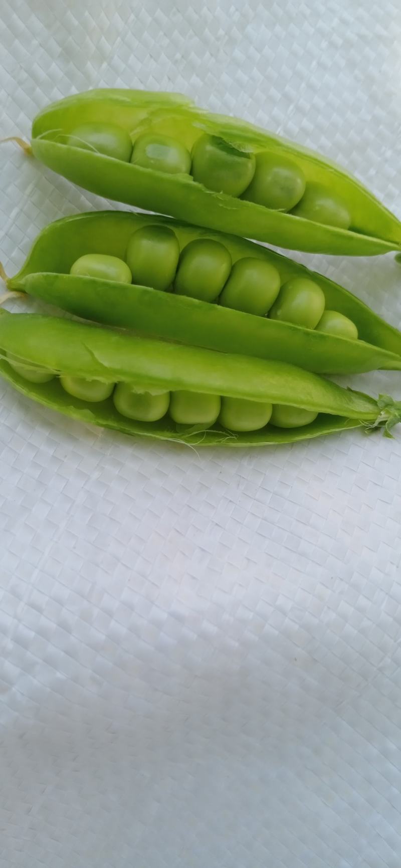 碗豆角大上市