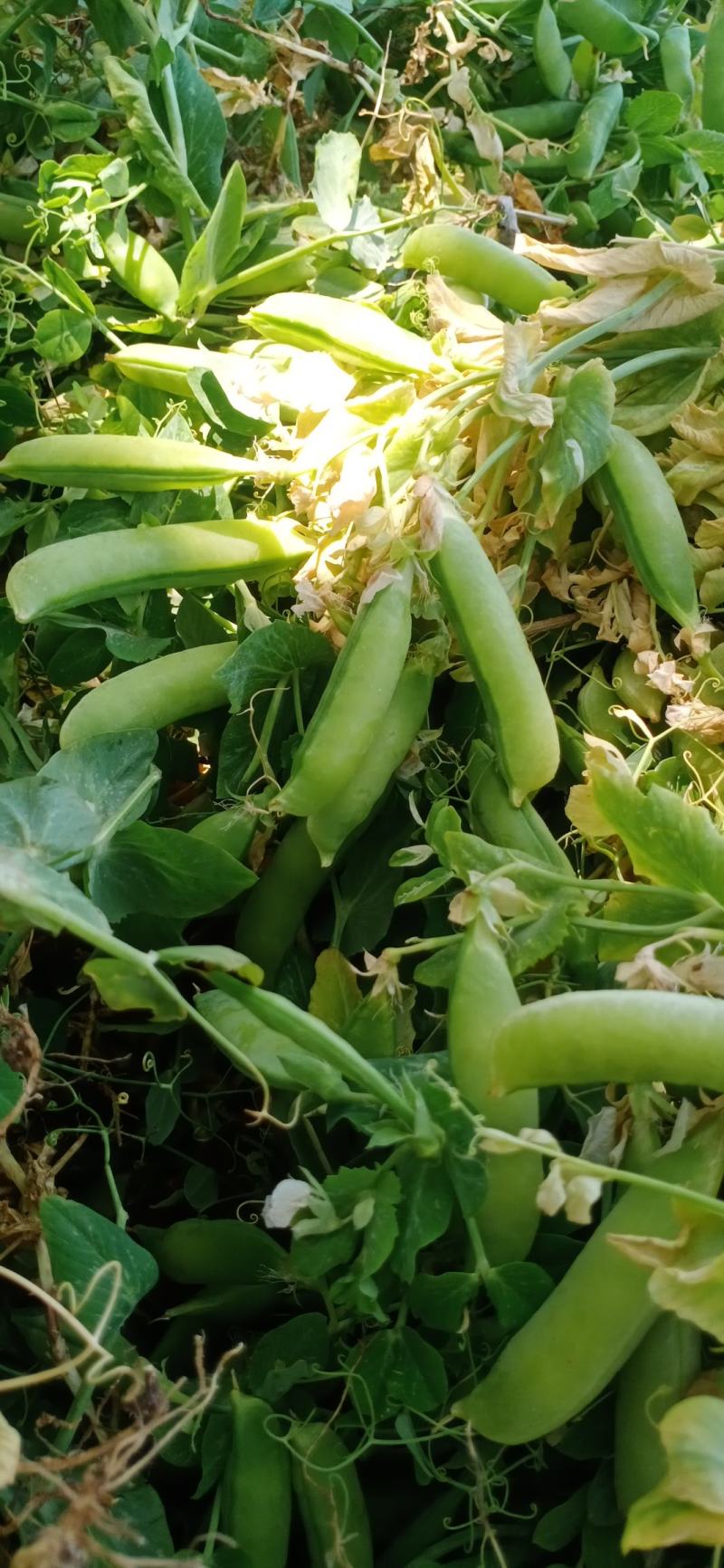 碗豆角大上市