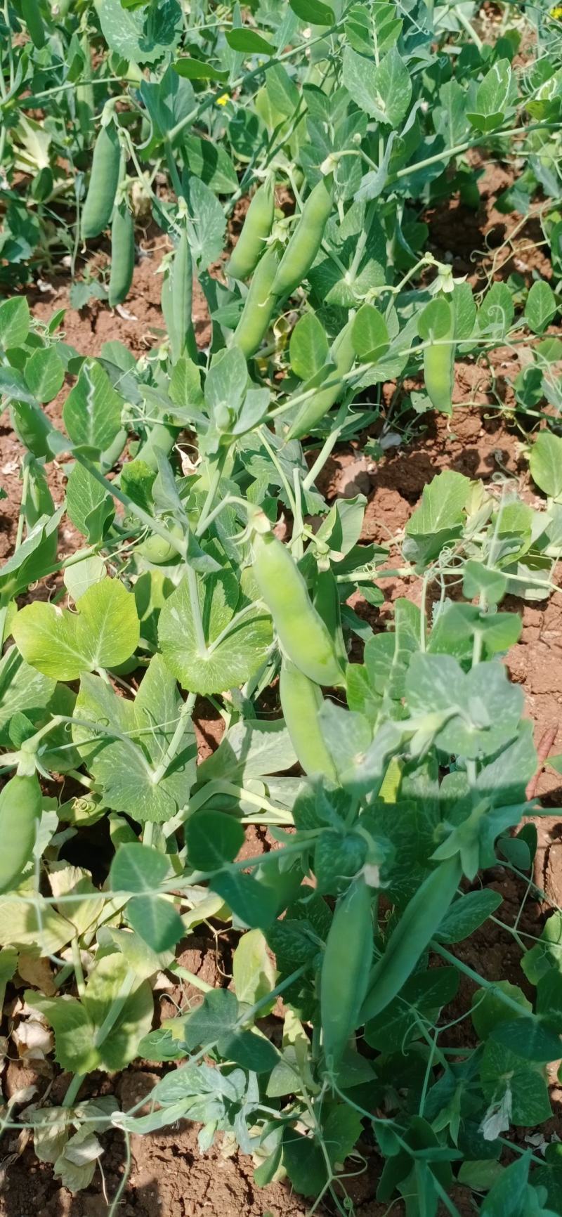 碗豆角大上市