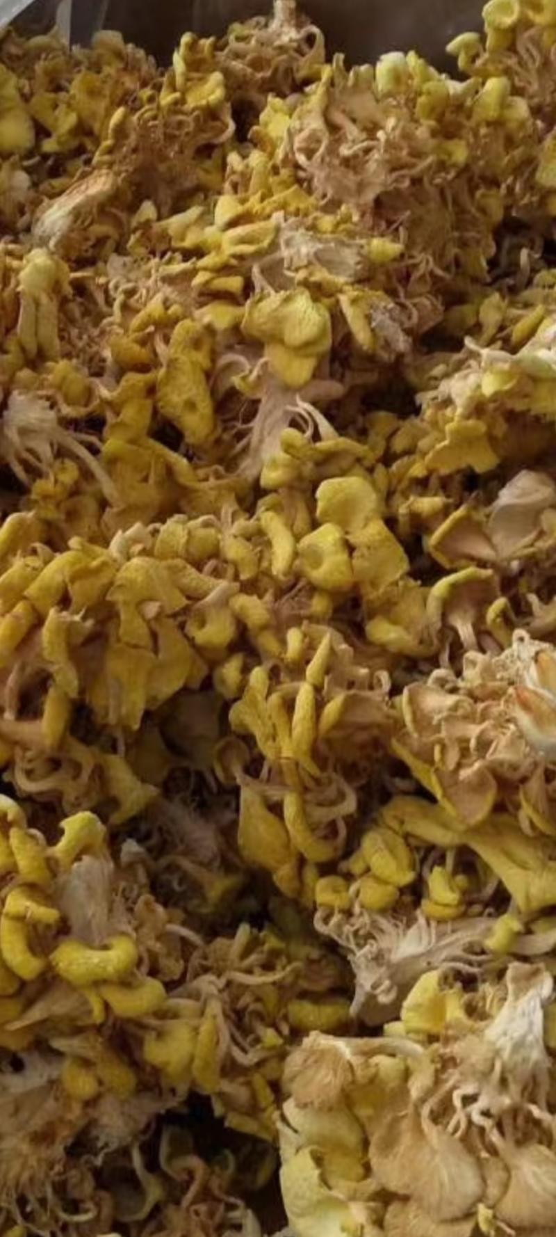 鸡油菌，黄金菇，榆黄蘑，寻找野菜市场合作伙伴。常年供应。