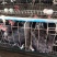 淘汰黑毛绿壳蛋鸡高产绿壳蛋鸡2万只