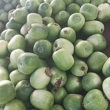 山东小冬瓜大量优惠基地直供对接加工厂市场批发欢迎咨询