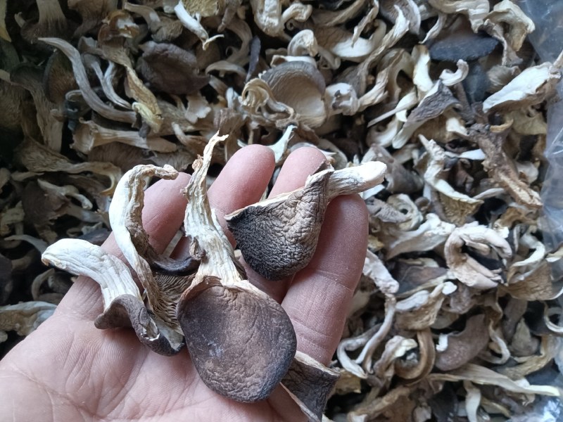 新货平菇干。寻找野菜市场合作伙伴。常年供应各种山珍野菜。