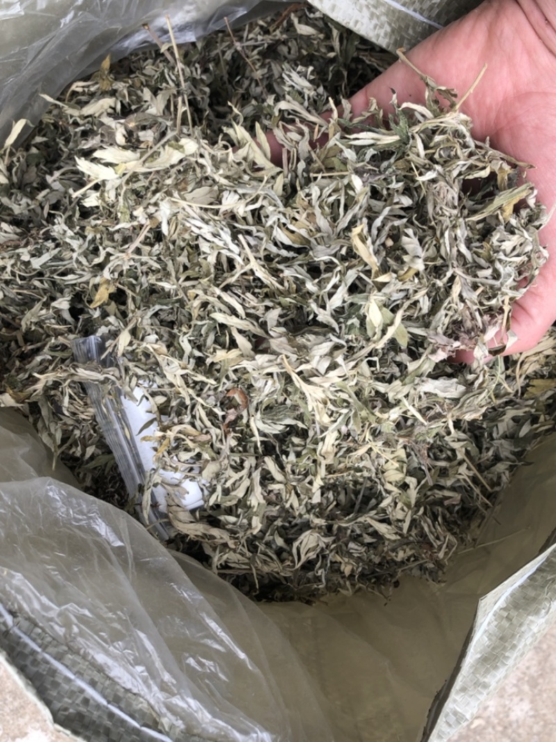 野生小叶艾现货销售，48小时内发货