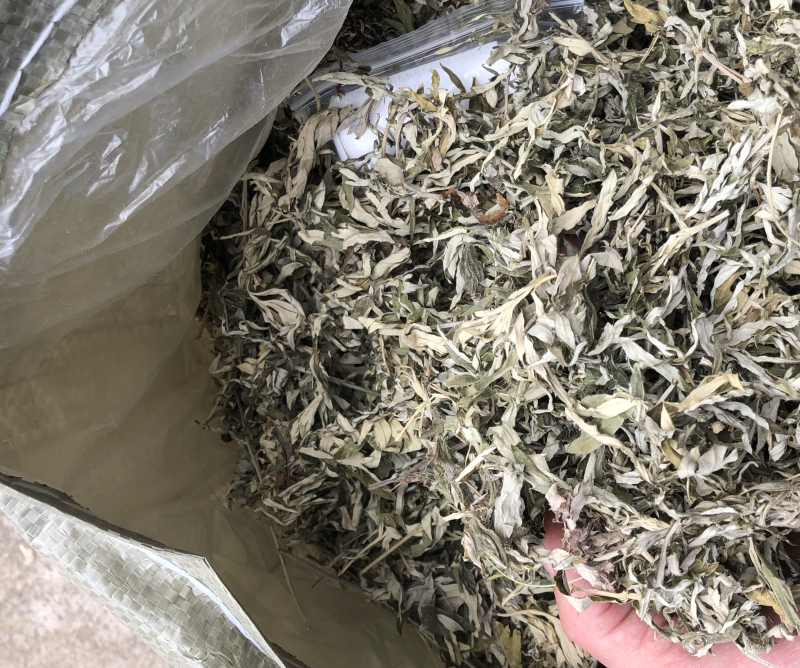 野生小叶艾现货销售，48小时内发货