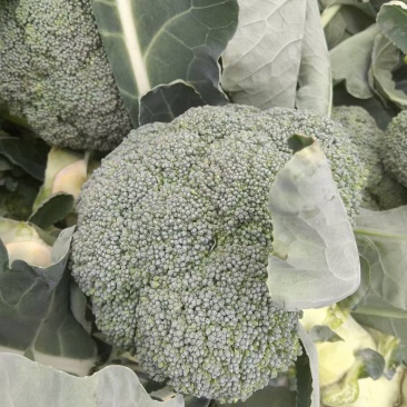 陕西三原县西兰花大量上市