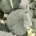 陕西三原县西兰花大量上市