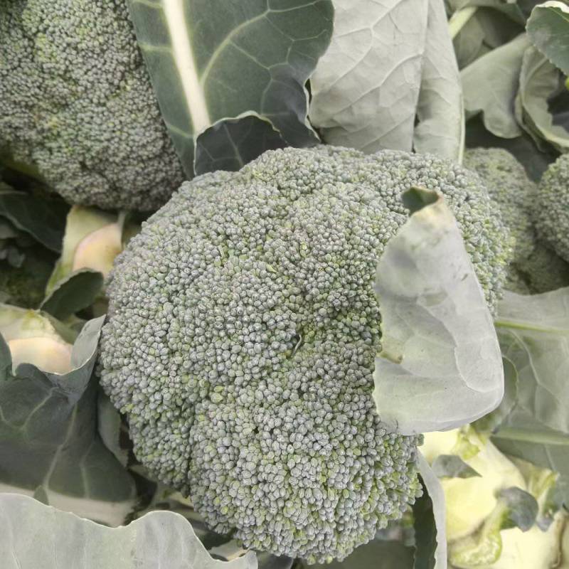 陕西三原县西兰花大量上市