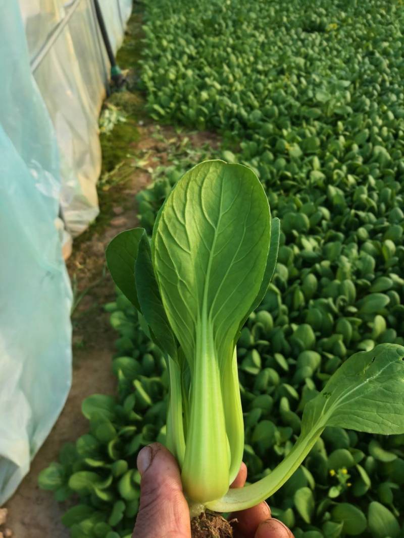 优质上海青现摘现发质量好价低诚信经营基地直发欢迎电话联系