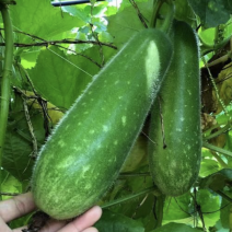 【毛节瓜】广西北海毛节瓜、大量上市、一手货源、欢迎定购！