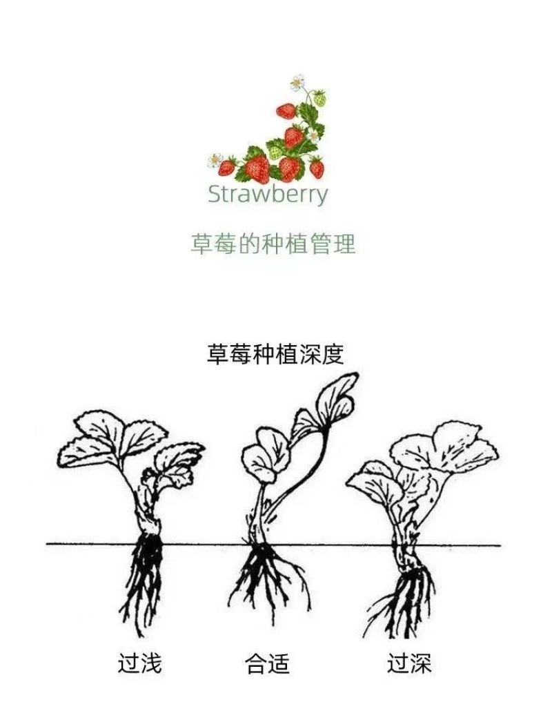 托斯卡纳红花草莓苗南北方种植四季开花秧苗可观赏食用包邮价