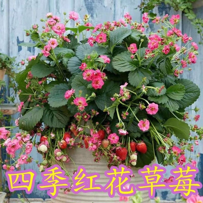 托斯卡纳红花草莓苗南北方种植四季开花秧苗可观赏食用包邮价