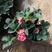 托斯卡纳红花草莓苗南北方种植四季开花秧苗可观赏食用包邮价