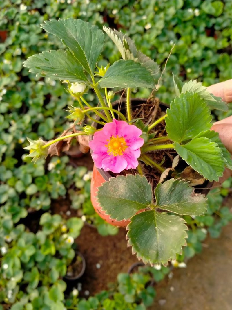 托斯卡纳红花草莓苗南北方种植四季开花秧苗可观赏食用包邮价