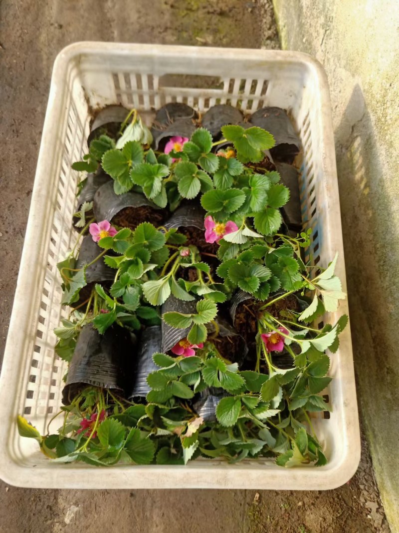 托斯卡纳红花草莓苗南北方种植四季开花秧苗可观赏食用包邮价