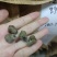 1.3剪尾田螺螺蛳质量好价格低一手货源欢迎电话联系合作