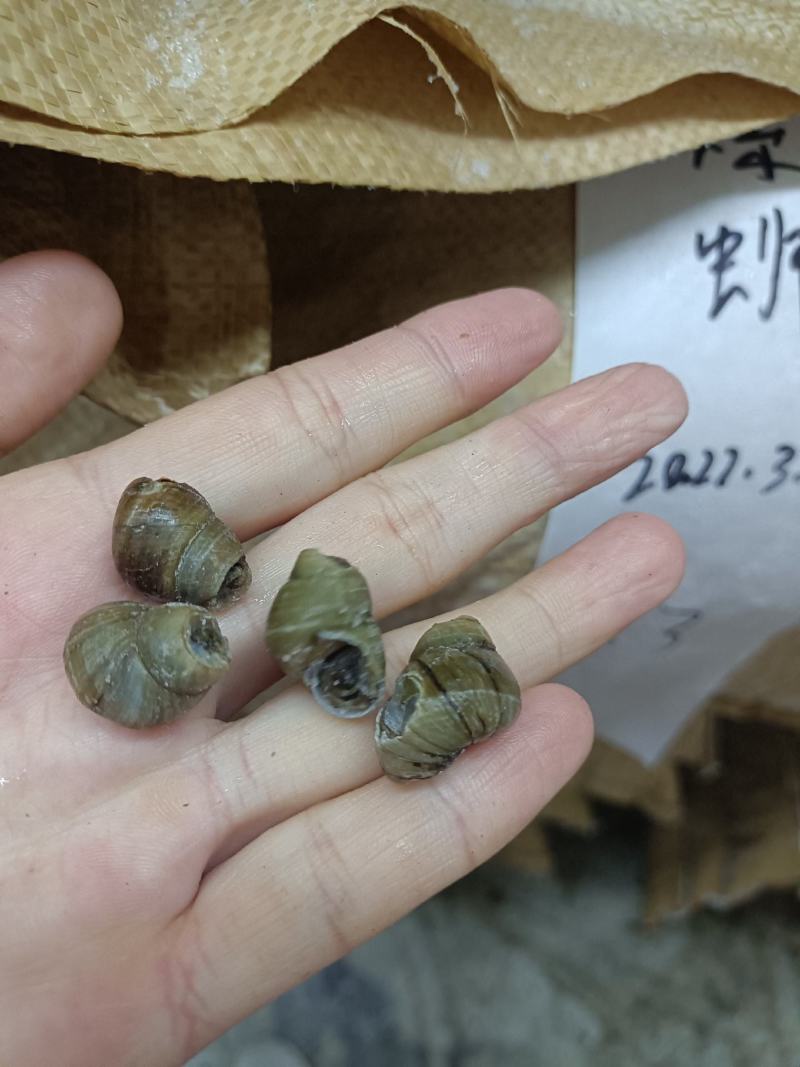 1.3剪尾田螺螺蛳质量好价格低一手货源欢迎电话联系合作