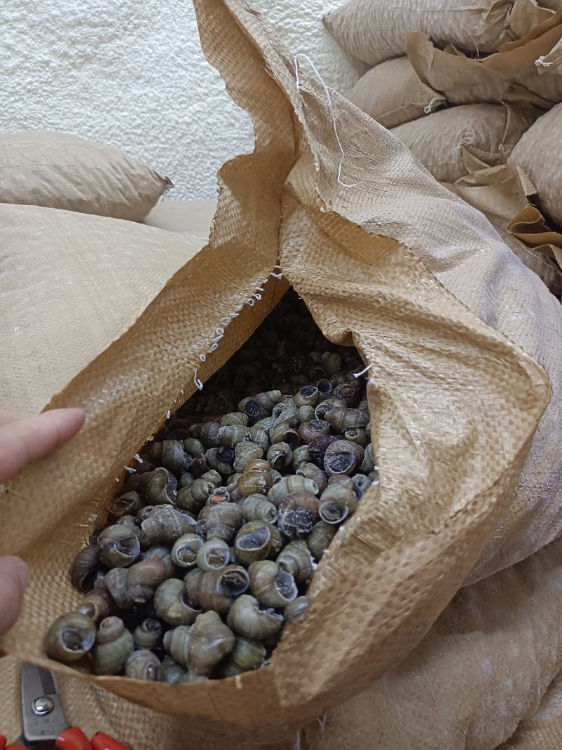 1.3剪尾田螺螺蛳质量好价格低一手货源欢迎电话联系合作